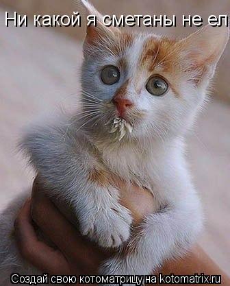 Ни какой я сметаны не ел... Котоматрица: Ни какой я сметаны не ел