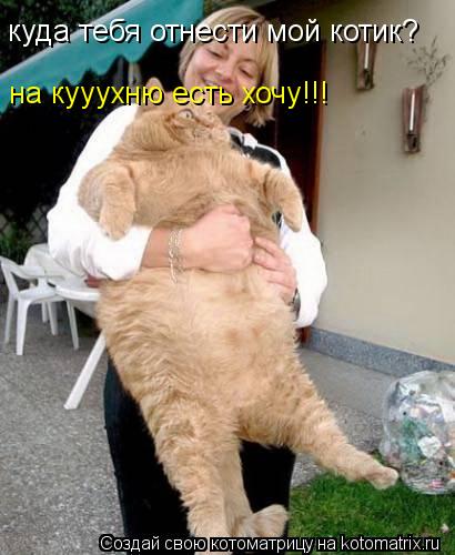куда тебя отнести мой котик? на кууухню есть хочу!!!... Котоматрица: куда тебя отнести мой котик? на кууухню есть хочу!!!