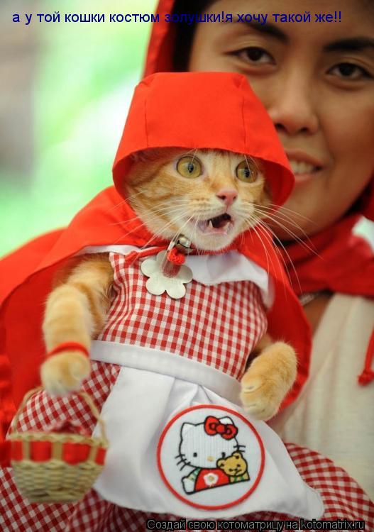 а у той кошки костюм золушки!я хочу такой же!!... Котоматрица: а у той кошки костюм золушки!я хочу такой же!!