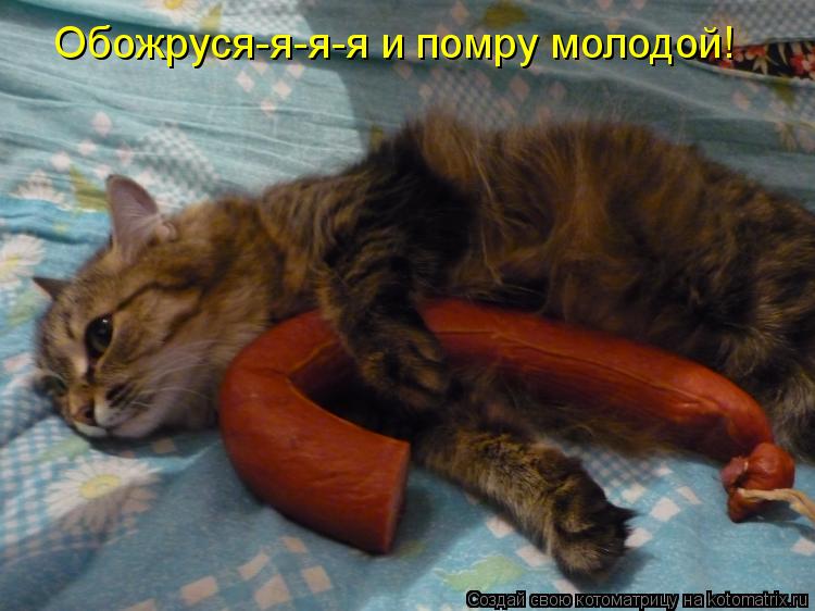 Обожруся-я-я-я и помру молодой!... Котоматрица: Обожруся-я-я-я и помру молодой!