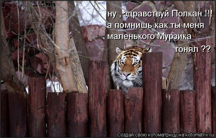 ну , здравствуй Полкан !!! а помнишь как ты меня маленького Мурзика гонял ?? гонял ??... Котоматрица: ну , здравствуй Полкан !!! а помнишь как ты меня маленького Мурзика гонял ?? гонял ??