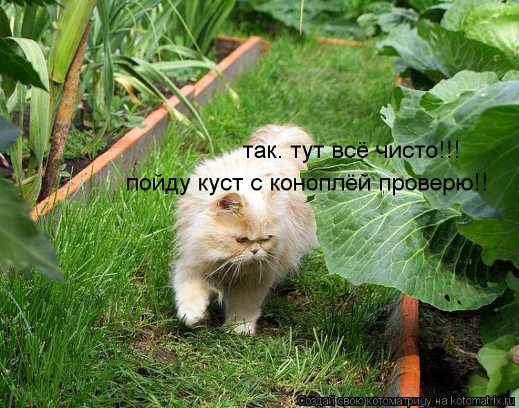 так. тут всё чисто!!! пойду куст с коноплёй проверю!!... Котоматрица: так. тут всё чисто!!! пойду куст с коноплёй проверю!!