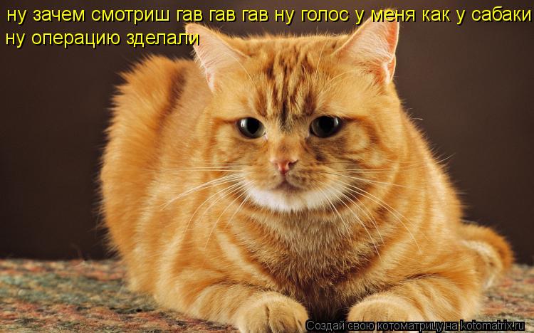 ну зачем смотриш гав гав гав ну голос у меня как у сабаки ну операцию зделали... Котоматрица: ну зачем смотриш гав гав гав ну голос у меня как у сабаки ну операцию зделали