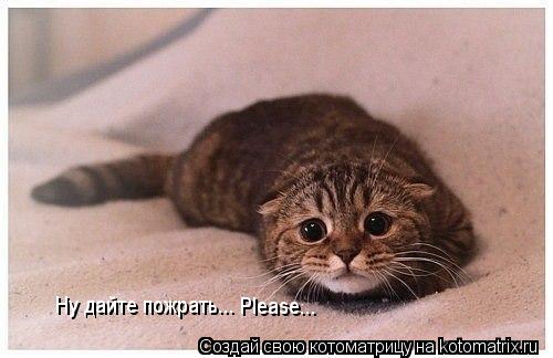 Ну дайте пожрать... Please...... Котоматрица: Ну дайте пожрать... Please...