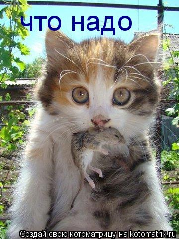 что надо... Котоматрица: что надо