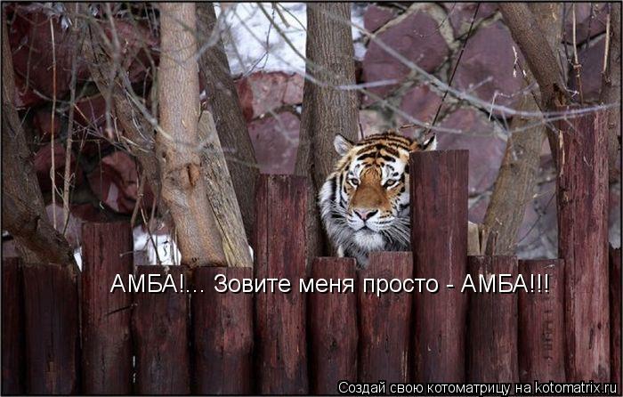 АМБА!... Зовите меня просто - АМБА!!!... Котоматрица: АМБА!... Зовите меня просто - АМБА!!!