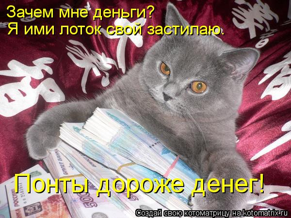 Я ими лоток свой застилаю. Зачем мне деньги? Понты дороже денег!... Котоматрица: Я ими лоток свой застилаю. Зачем мне деньги? Понты дороже денег!