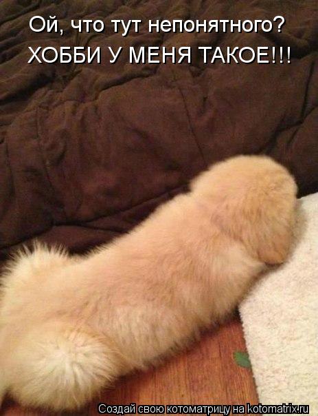 Ой, что тут непонятного? ХОББИ У МЕНЯ ТАКОЕ!!!... Котоматрица: Ой, что тут непонятного? ХОББИ У МЕНЯ ТАКОЕ!!!