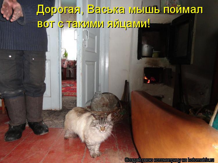 Дорогая, Васька мышь поймал вот с такими яйцами!... Котоматрица: Дорогая, Васька мышь поймал вот с такими яйцами!