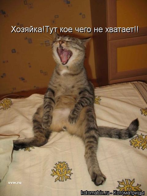 Хозяйка!Тут кое чего не хватает!!... Котоматрица: Хозяйка!Тут кое чего не хватает!!