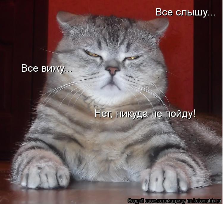 Все вижу... Все слышу... Нет, никуда не пойду!... Котоматрица: Все вижу... Все слышу... Нет, никуда не пойду!