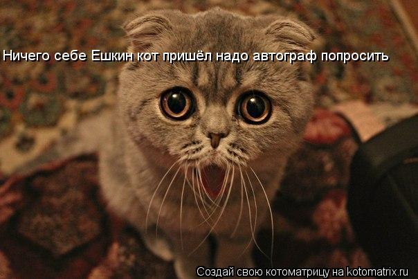 Ничего себе Ешкин кот пришёл надо автограф попросить... Котоматрица: Ничего себе Ешкин кот пришёл надо автограф попросить