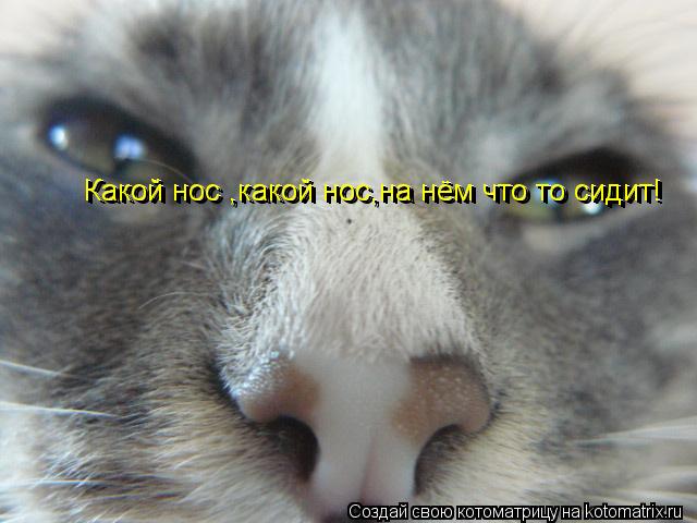 Какой нос ,какой нос,на нём что то сидит! Какой нос ,какой нос,на нём что то сидит!... Котоматрица: Какой нос ,какой нос,на нём что то сидит! Какой нос ,какой нос,на нём что то сидит!