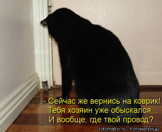 - Сейчас же вернись на коврик! Тебя хозяин уже обыскался... И вообще, где твой провод?... Котоматрица: - Сейчас же вернись на коврик! Тебя хозяин уже обыскался... И вообще, где твой провод?