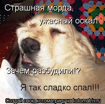 Страшная морда,ужасный оскал.... Страшная морда, ужасный оскал Зачем разбудили!? Я так сладко спал!!!... Котоматрица: Страшная морда,ужасный оскал.... Страшная морда, ужасный оскал Зачем разбудили!? Я так сладко спал!!!