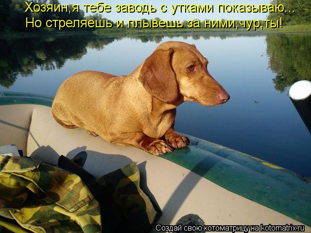 Хозяин,я тебе заводь с утками показываю... Но стреляешь и плывешь за ними,чур,ты!... Котоматрица: Хозяин,я тебе заводь с утками показываю... Но стреляешь и плывешь за ними,чур,ты!
