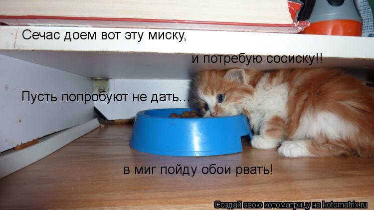 Сечас доем вот эту миску, и потребую сосиску!! Пусть попробуют не дать... в миг пойду обои рвать!... Котоматрица: Сечас доем вот эту миску, и потребую сосиску!! Пусть попробуют не дать... в миг пойду обои рвать!