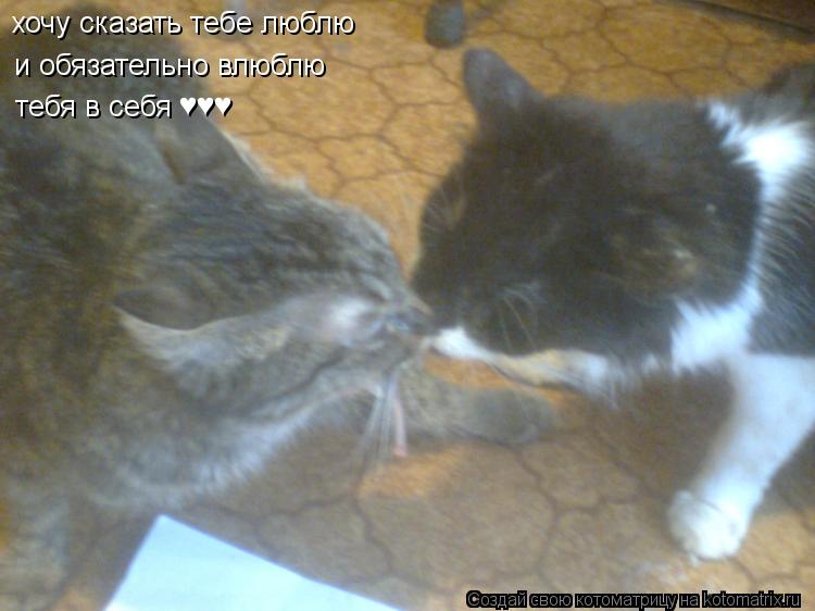 хочу сказать тебе люблю и обязательно влюблю тебя в себя ♥♥♥... Котоматрица: хочу сказать тебе люблю и обязательно влюблю тебя в себя ♥♥♥