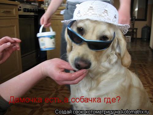 Дамочка есть,а собачка где?... Котоматрица: Дамочка есть,а собачка где?