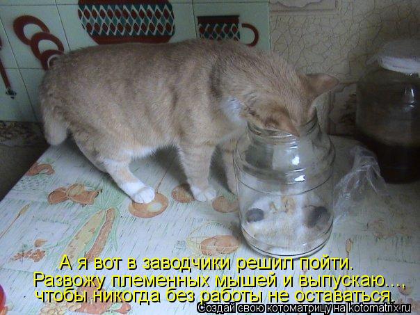 А я вот в заводчики решил пойти. Развожу племенных мышей и выпускаю..., чтобы никогда без работы не о... Котоматрица: А я вот в заводчики решил пойти. Развожу племенных мышей и выпускаю..., чтобы никогда без работы не оставаться.