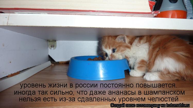 уровень жизни в россии постоянно повышается. иногда так сильно, что даже ананасы в шампанском нельзя ... Котоматрица: уровень жизни в россии постоянно повышается. иногда так сильно, что даже ананасы в шампанском нельзя есть из-за сдавленных уровнем челюсте