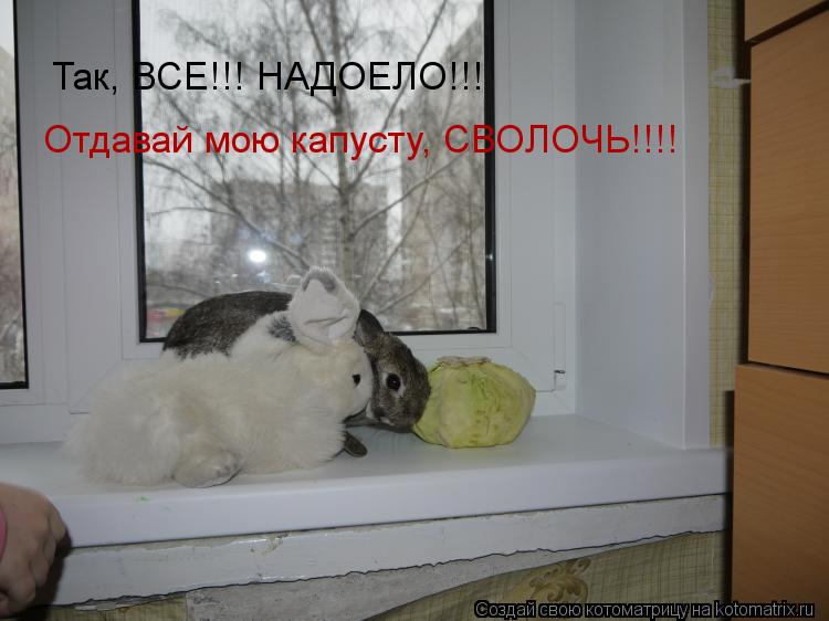 Так, ВСЕ!!! НАДОЕЛО!!! Отдавай мою капусту, СВОЛОЧЬ!!!!... Котоматрица: Так, ВСЕ!!! НАДОЕЛО!!! Отдавай мою капусту, СВОЛОЧЬ!!!!