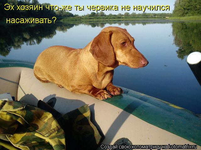 Эх хозяин что-же ты червика не научился насаживать?... Котоматрица: Эх хозяин что-же ты червика не научился насаживать?