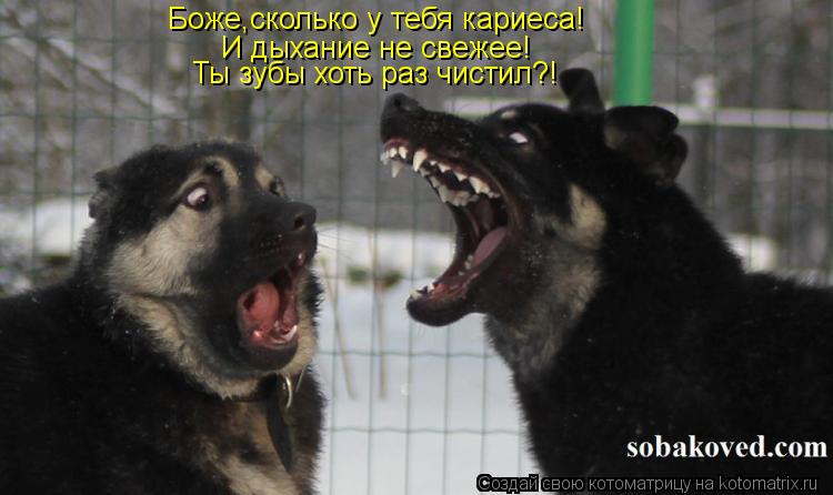 Боже,сколько у тебя кариеса! И дыхание не свежее! Ты зубы хоть раз чистил?!... Котоматрица: Боже,сколько у тебя кариеса! И дыхание не свежее! Ты зубы хоть раз чистил?!