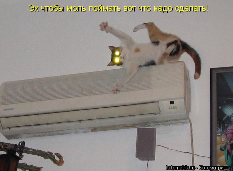 Эх чтобы моль поймать вот что надо сделать!... Котоматрица: Эх чтобы моль поймать вот что надо сделать!