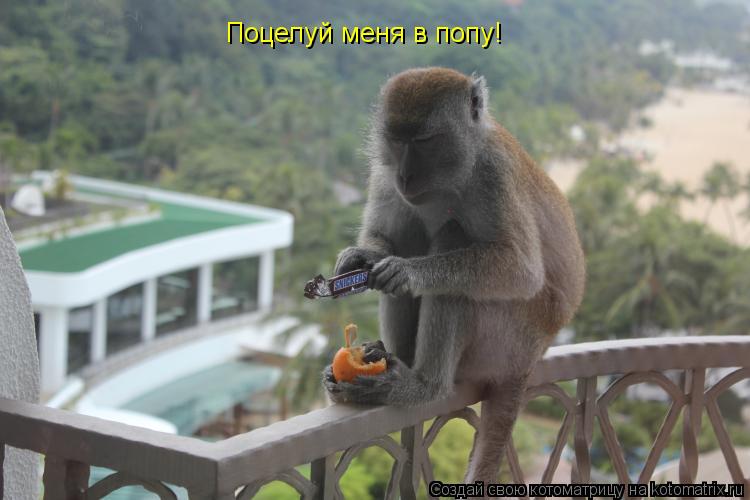Поцелуй меня в попу!... Котоматрица: Поцелуй меня в попу!