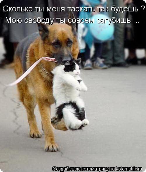 Сколько ты меня таскать так будешь ? Мою свободу ты совсем загубишь ...... Котоматрица: Сколько ты меня таскать так будешь ? Мою свободу ты совсем загубишь ...
