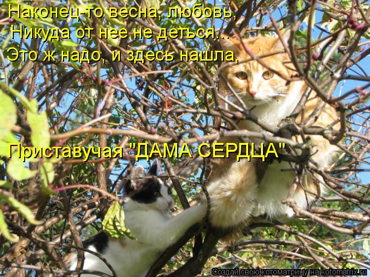 Наконец-то весна, любовь, Никуда от нее не деться... Это ж надо, и здесь нашла, Приставучая "ДАМА СЕ... Котоматрица: Наконец-то весна, любовь, Никуда от нее не деться... Это ж надо, и здесь нашла, Приставучая "ДАМА СЕРДЦА"