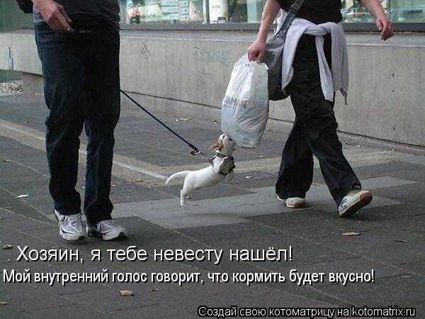 Хозяин, я тебе невесту нашёл! Мой внутренний голос говорит, что кормить будет вкусно!... Котоматрица: Хозяин, я тебе невесту нашёл! Мой внутренний голос говорит, что кормить будет вкусно!