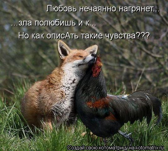Любовь нечаянно нагрянет... ...зла полюбишь и к... Но как описАть такие чувства???... Котоматрица: Любовь нечаянно нагрянет... ...зла полюбишь и к... Но как описАть такие чувства???