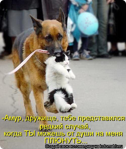 когда ТЫ можешь от души на меня ПЛЮНУТЬ... -Амур, дружище, тебе представился редкий случай,... Котоматрица: когда ТЫ можешь от души на меня ПЛЮНУТЬ... -Амур, дружище, тебе представился редкий случай,