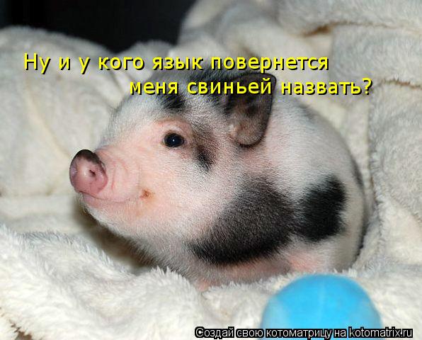 Ну и у кого язык повернется меня свиньей назвать?... Котоматрица: Ну и у кого язык повернется меня свиньей назвать?