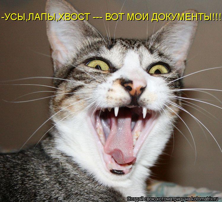 -УСЫ,ЛАПЫ,ХВОСТ --- ВОТ МОИ ДОКУМЕНТЫ!!!... Котоматрица: -УСЫ,ЛАПЫ,ХВОСТ --- ВОТ МОИ ДОКУМЕНТЫ!!!