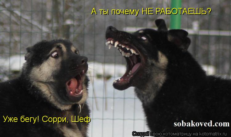 А ты почему НЕ РАБОТАЕШЬ? Уже бегу! Сорри, Шеф... Котоматрица: А ты почему НЕ РАБОТАЕШЬ? Уже бегу! Сорри, Шеф