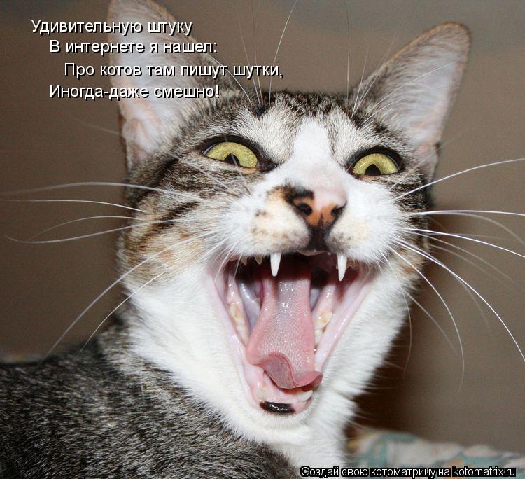 Удивительную штуку В интернете я нашел: Про котов там пишут шутки, Иногда-даже смешно!... Котоматрица: Удивительную штуку В интернете я нашел: Про котов там пишут шутки, Иногда-даже смешно!