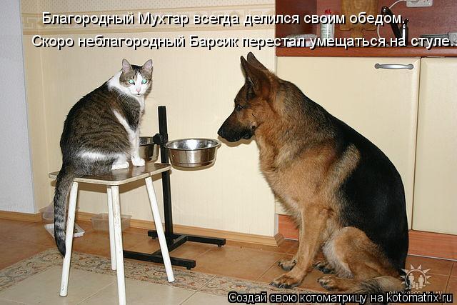 Благородный Мухтар всегда делился своим обедом. Скоро неблагородный Барсик перестал умещаться на стул... Котоматрица: Благородный Мухтар всегда делился своим обедом. Скоро неблагородный Барсик перестал умещаться на стуле...