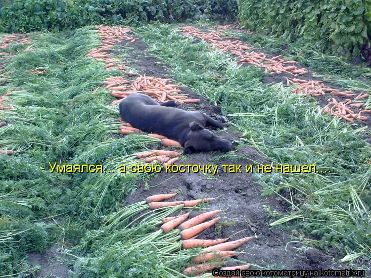 - Умаялся... а свою косточку так и не нашел....... Котоматрица: - Умаялся... а свою косточку так и не нашел....