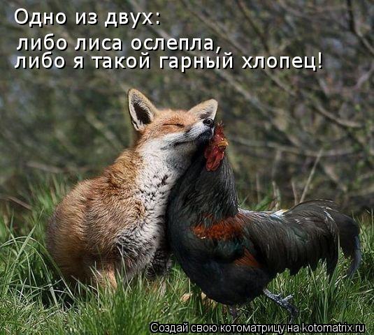 Одно из двух: либо лиса ослепла, либо я такой гарный хлопец!... Котоматрица: Одно из двух: либо лиса ослепла, либо я такой гарный хлопец!