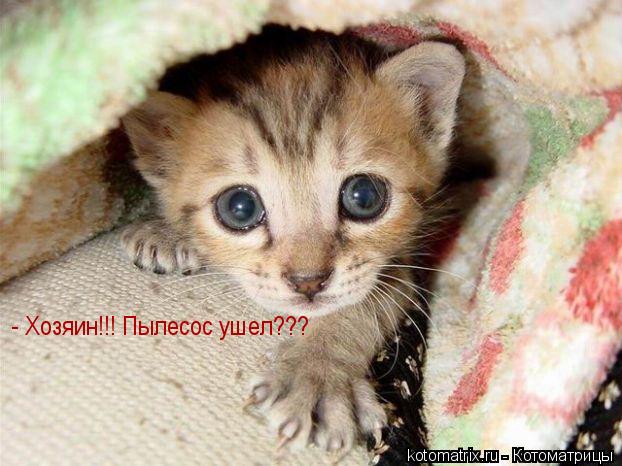 - Хозяин!!! Пылесос ушел???... Котоматрица: - Хозяин!!! Пылесос ушел???