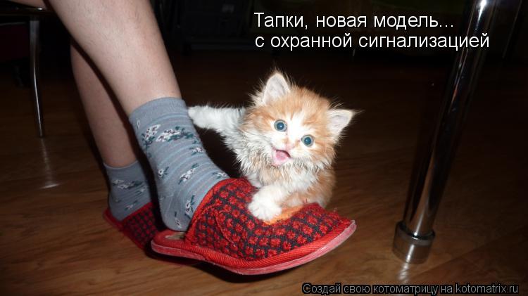 Тапки, новая модель... с охранной сигнализацией... Котоматрица: Тапки, новая модель... с охранной сигнализацией
