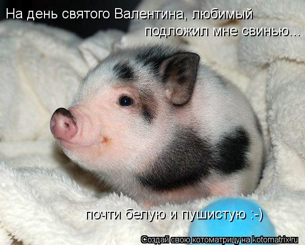 На день святого Валентина, любимый подложил мне свинью... почти белую и пушистую :-)... Котоматрица: На день святого Валентина, любимый подложил мне свинью... почти белую и пушистую :-)