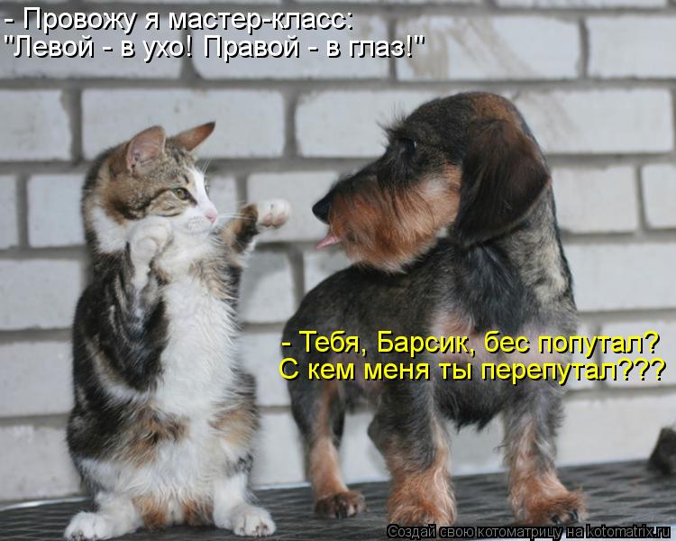 - Тебя, Барсик, бес попутал? - Провожу я мастер-класс: С кем меня ты перепутал??? "Левой - в ухо! Пра... Котоматрица: - Тебя, Барсик, бес попутал? - Провожу я мастер-класс: С кем меня ты перепутал??? "Левой - в ухо! Правой - в глаз!"