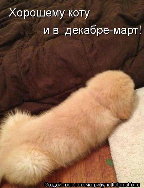 Хорошему коту и в декабре-март!... Котоматрица: Хорошему коту и в декабре-март!