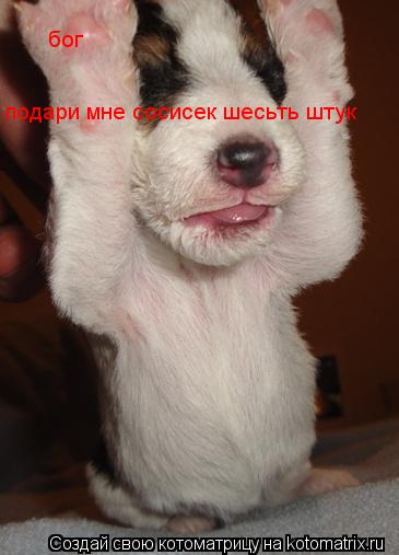 бог подари мне сосисек шесьть штук... Котоматрица: бог подари мне сосисек шесьть штук