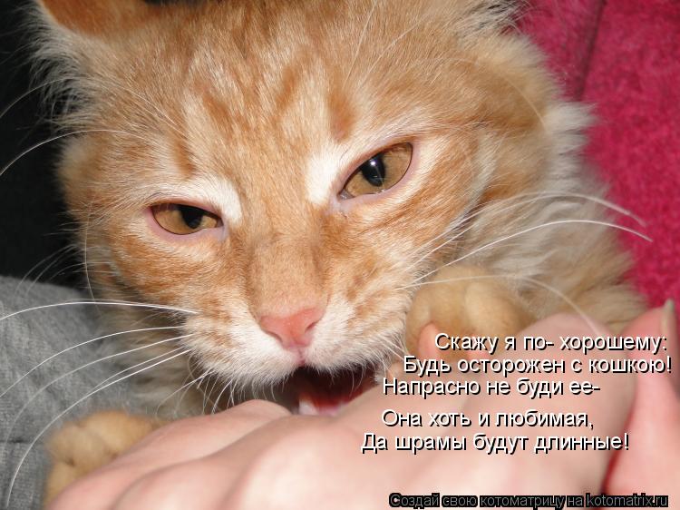 Скажу я по- хорошему: Будь осторожен с кошкою! Напрасно не буди ее- Она хоть и любимая, Да шрамы буду... Котоматрица: Скажу я по- хорошему: Будь осторожен с кошкою! Напрасно не буди ее- Она хоть и любимая, Да шрамы будут длинные!