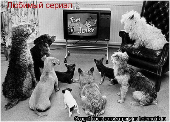 Любимый сериал... Котоматрица: Любимый сериал
